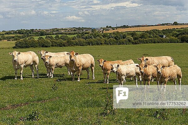 Hausrind  Blonde d'Aquitaine  Kühe mit Kälbern  Herde auf der Weide stehend  England  Juli