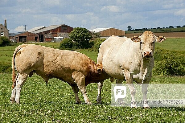 Hausrind  Blonde d'Aquitaine  Kuh mit säugendem Stierkalb  auf der Weide stehend  England  Juli