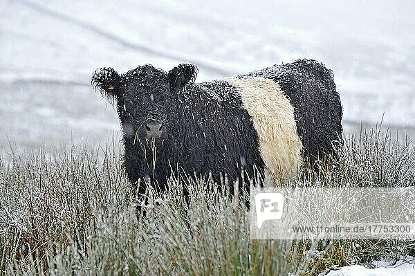 Domestic cattle,  Belted Galloway,  adult,  standing in snow during snowfall,  Slaidburn,  Lancashire,  England,  winter