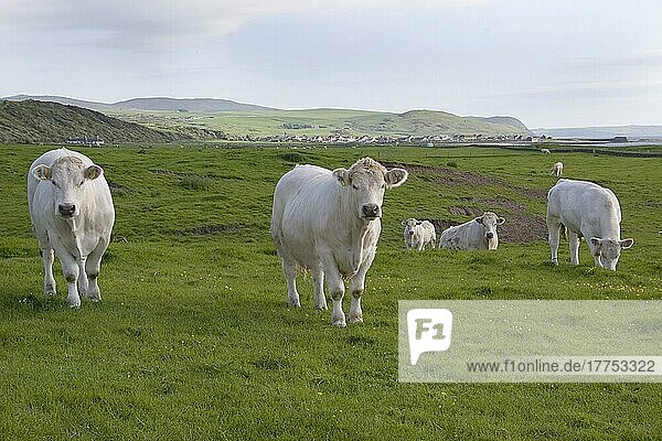 Hausrind  Charolais  Herde weidet auf Küstenweiden  Ballantrae Bay  South Ayrshire  Schottland  Frühling