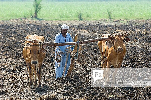 Hausrinder  Lohnunternehmer mit Ochsen und Holzpflug  Bedecken von handgesätem Saatgut  Westjordanland  Luxor  Ägypten  Afrika