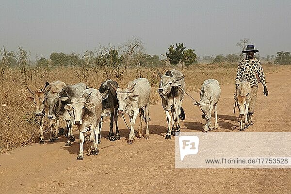 Domestic Cattle  herd with driver  being herded along road to local market  near Toubacouta  Senegal  Africa