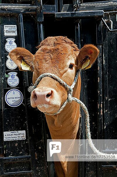 Hausrind  Limousin  Färse  in der Rindermühle  verwendet  um das Vieh sicher zu halten  wenn es gehandhabt wird  England  Großbritannien  Europa