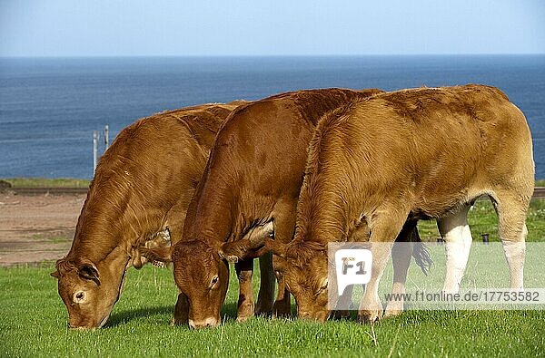 Domestic cattle  Limousin heifers  imported from France  three grazing on coastal pastures  Scotland  United Kingdom  Europe