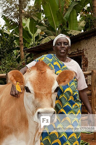 Dame mit Jersey-Kuh  die ihr von der Wohltätigkeitsorganisation Ruanda geschenkt wurde