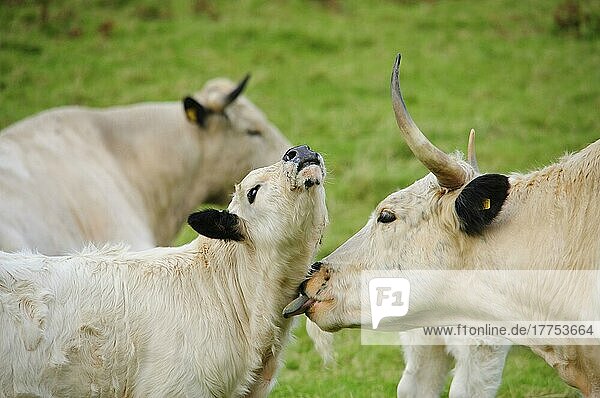 Hausrind  White Park Kuh leckendes Kalb  Nahaufnahme der Köpfe  Llandeilo  Carmarthenshire  Wales