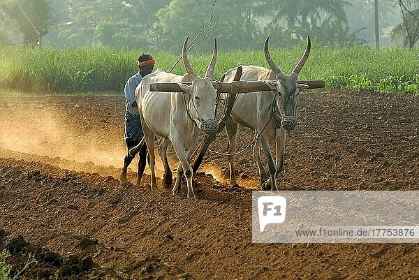 Domestic cattle  brahma cattle (Bos indicus) two oxen  ploughing field with farm labourer  Gudallur  Karnataka  India  Asia
