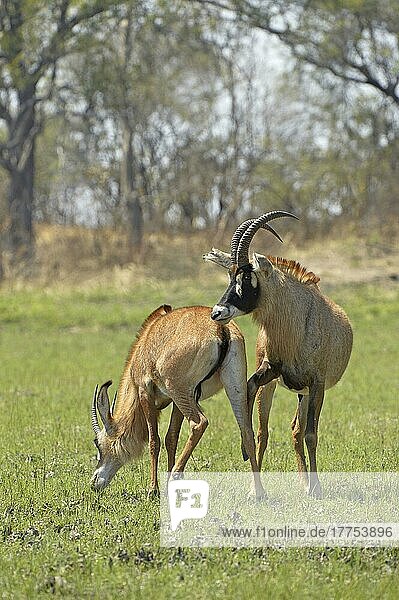 Roan Antelope (Hippotragus equinus) adult pair  male displaying interest in mating with female  Kafue N. P. Zambia