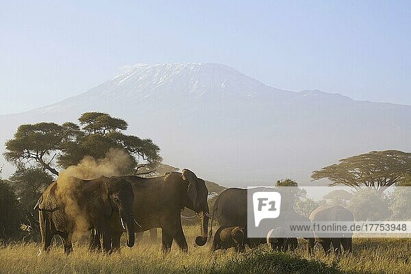 Afrikanischer Elefant (Loxodonta africana)  erwachsene Weibchen und Kälber  Staubbaden und Fütterung der Herde  mit dem schlafenden Vulkanberg des Kilimandscharo in der Ferne  Amboseli N. P. Kenia  Februar