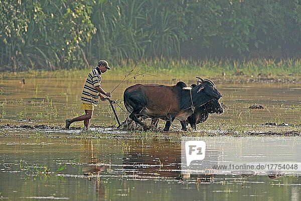 Asian rice (Oryza sativa)  worker in rice field  ploughing with oxen  Goa  India  Asia