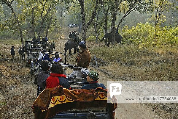 Asiatischer Elefant (Elephas maximus indicus) domestizierte Erwachsene  mit Touristen und Fahrzeugen auf Tigersafari  Bandhavgarh N. P. Madhya Pradesh  Indien  Dezember  Asien
