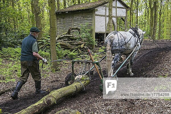 Horse  heavy horse  adult  used for forestry work  collecting logs in woodland  Staffordshire  England  United Kingdom  Europe