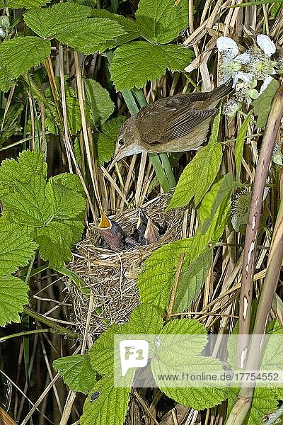 Teichrohrsänger (Acrocephalus scirpaceus)  Singvögel  Tiere  Vögel  Eurasian Reed-warbler adult  at nest with young  Britain  july