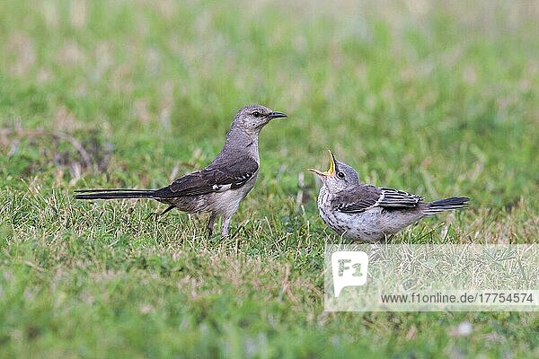 Northern Mockingbird (Mimus polyglottos) adult  with begging fledgling  standing on grass (U.) S. A