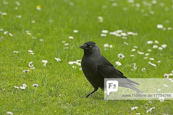 Dohle (Corvus monedula) erwachsen  stehend auf Gartenrasen  Grenzen  Schottland  Sommer
