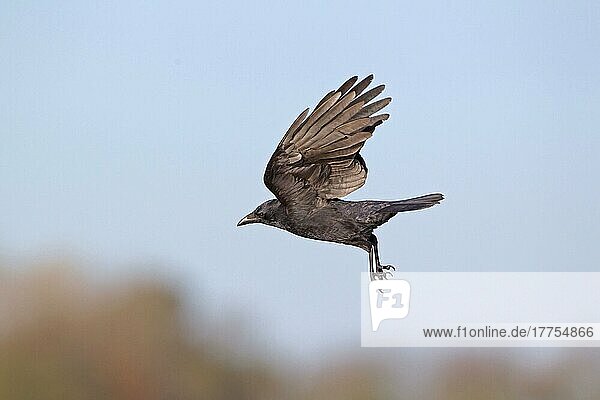 Rabenkrähe  Rabenkrähen (Corvus corone)  Krähe  Rabenvögel  Singvögel  Tiere  Vögel  Carrion Crow adult  in flight  Suffolk  England  November