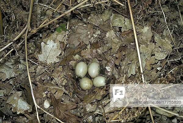 Krickente  Krickenten (Anas crecca)  Enten  Gänsevoegel  Tiere  Vögel  Teal Nest and eggs
