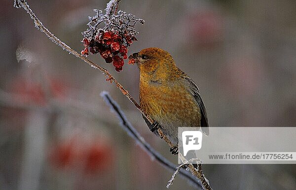 Pine grosbeak (Pinicola enucleator) On frost-covered branch  feeds on berries