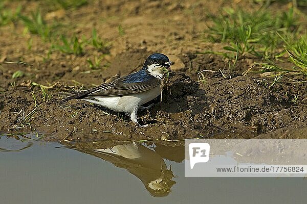 House Martin (Delichon urbica) adult  collecting mud for nesting material from puddle on farmland  Warwickshire  England  United Kingdom  Europe