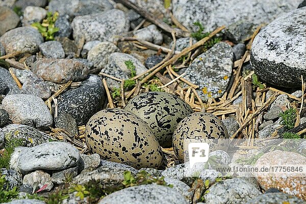 Eurasischer Austernfischer (Haematopus ostralegus) drei Eier im Nest  North Uist  Äußere Hebriden  Schottland  Großbritannien  Europa