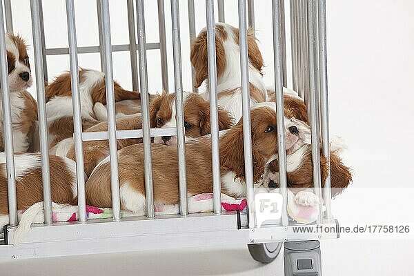 Cavalier King Charles Spaniel  puppies  Blenheim  10 weeks  kennel  transport box