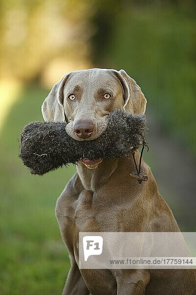 Weimaraner with dog toy in mouth  sitting