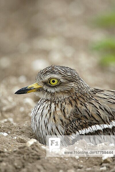 Eurasischer Steinbrachvogel (Burhinus oedicnemus) adult  Nahaufnahme des Kopfes  am Nest im Feld sitzend  Norfolk  England  Großbritannien  Europa