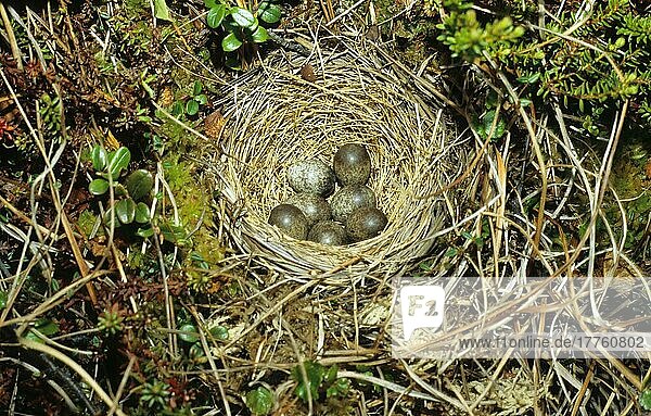 Wiesenpieper (Anthus pratensis)  Singvögel  Tiere  Vögel  Meadow Pipit nest and eggs