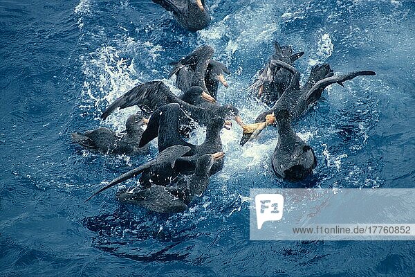 Southern giant petrel  Southern Giant Petrels (Macronectes giganteus)  Tube-nosed  Animals  Birds  Giant Petrel Small group in water fighting over food