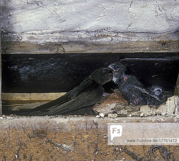Mauersegler (Apus apus) Bei der Nestfütterung von Jungtieren  im Gebäude