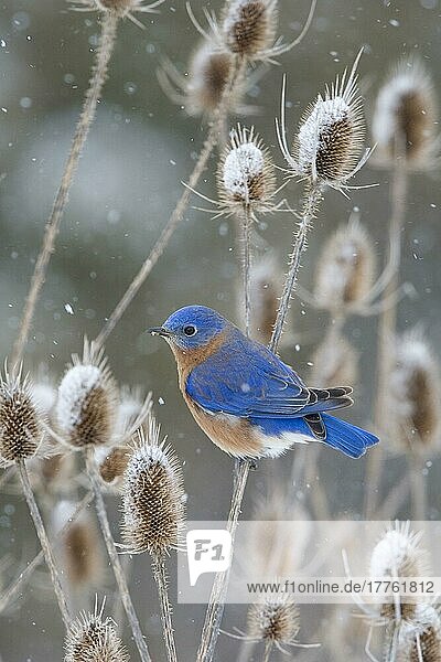 Eastern Bluebird (Sialia sialis) adult male  perched on teasel in snow (U.) S. A. winter