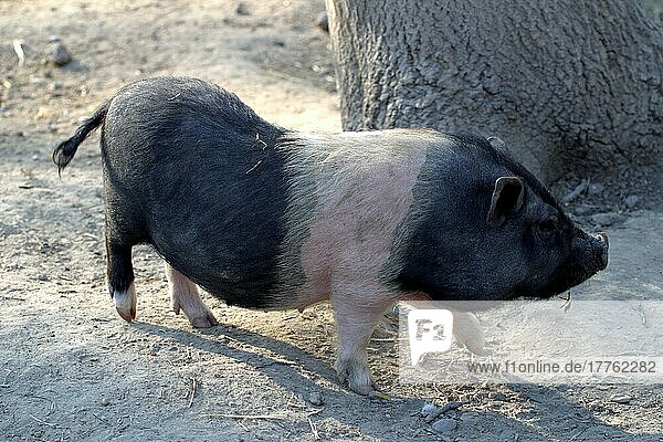 Hängebauchschwein - insgesamt 147 Bilder bei Bildagentur F1online