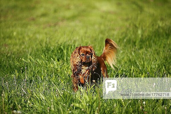 Cavalier King Charles Spaniel  männlich  rubinrot  im hohen Gras