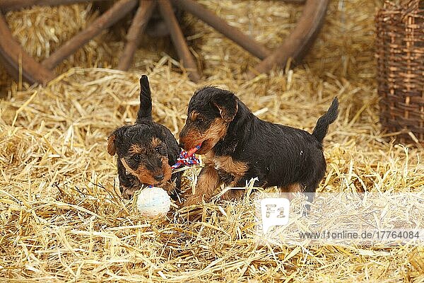 Welsh-Terrier  Welpen  7 Wochen  Zerrspiel  Spielzeug