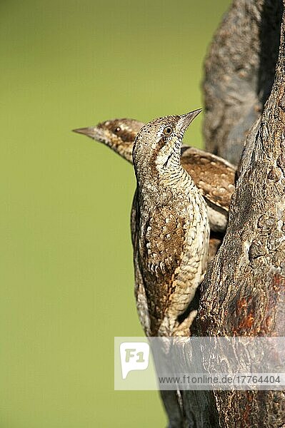 Wendehals (Jynx torquilla) erwachsenes Paar  Wechsel am Nestloch im Baum  Balkan N. P. Bulgarien