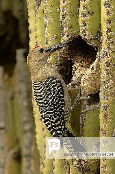 Gilaspecht (Melanerpes uropygialis)  Gilaspechte  Spechtvögel  Tiere  Vögel  Spechte  Gila Woodpecker adult  at nest hole in cactus  Arizona (U.) S. A
