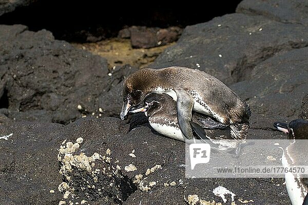 Paarung von Galapagos-Pinguinen