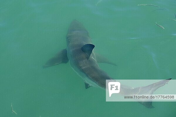 Adult great white shark (Carcharodon charcharias)  swimming below the sea surface  South Africa  Africa