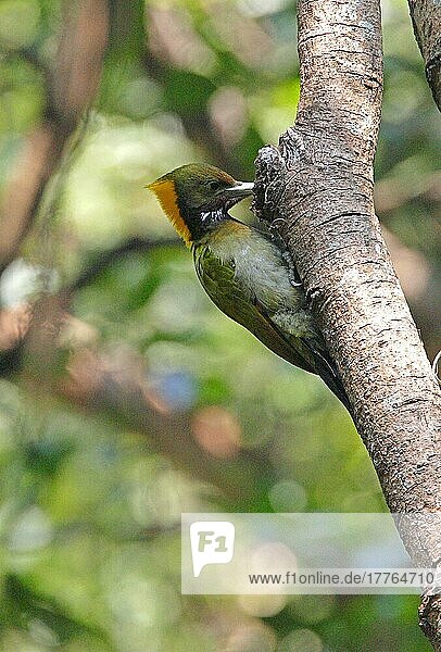 Greater Yellownape (Picus flavinucha)  erwachsenes Weibchen  frisst und klammert sich am Baumstamm fest  Kathmandu  Nepal  Februar  Asien