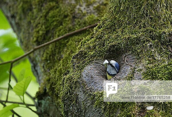 Blaumeise (Parus caeruleus) adult  Kotsack entfernen  am Nestlocheingang im Baumstamm  Ferry Wood  The Broads N. P. Norfolk  England  möglicherweise