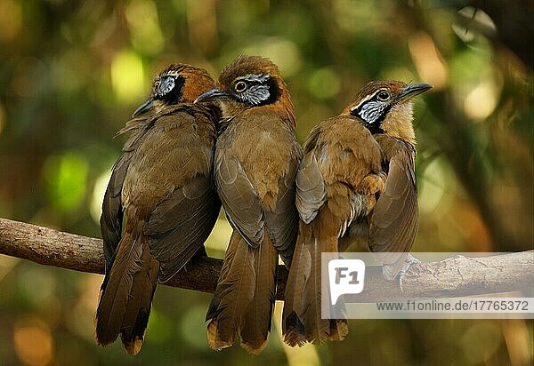 Großer Lachdrossel mit Halskette (Garrulax pectoralis subfusus) drei Erwachsene  zusammen auf einem Ast sitzend  Kaeng Krachan N. P. Thailand  Januar