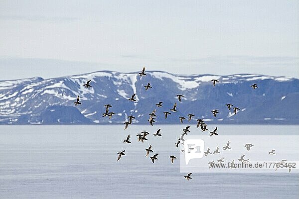 Kleine Auk (Alle alle alle) Erwachsene  Sommergefieder  Schwarm im Flug über Fjordlebensraum  Spitzbergen  Juli