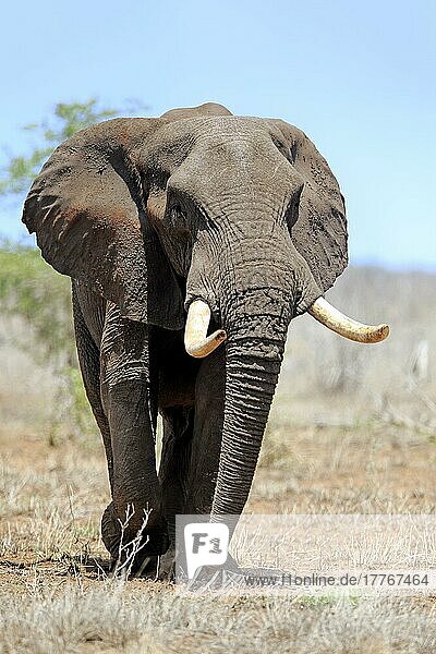 Afrikanischer Elefant (Loxodonta africana)  adult männlich auf Nahrungssuche  Sabi Sand Game Reserve  Krüger Nationalpark  Südafrika