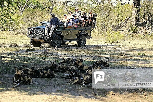 Safari-Fahrzeug  beobachten Wildhunde (Lycaon pictus)  Tierbeobachtung  Pirschfahrt  Sabi Sand Game Reserve  Krüger Nationalpark  Südafrika