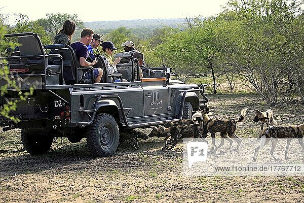 Safari-Fahrzeug  beobachten Wildhunde (Lycaon pictus)  Tierbeobachtung  Pirschfahrt  Sabi Sand Game Reserve  Krüger Nationalpark  Südafrika