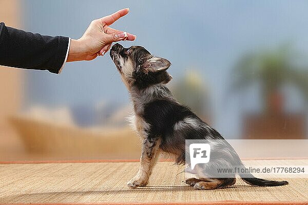 Chihuahua  langhaarig  Welpe  dark-merle  17 Wochen  Übung 'sitz'  Hundeerziehung  Leckerchen  seitlich