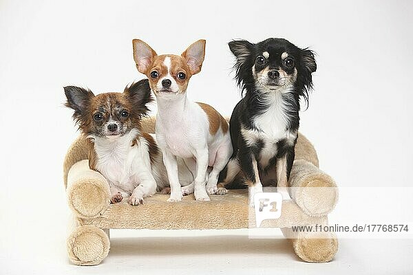 Chihuahuas  langhaarig  und Welpe  kurzhaarig  3 1/2 Monate  Sofa  Couch