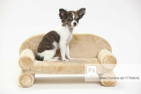 Chihuahua  Welpe  langhaarig  3 1/2 Monate  seitlich  Sofa  Couch