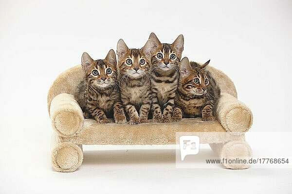 Bengalkatzen  Kätzchen  8 Wochen  Sofa  Couch