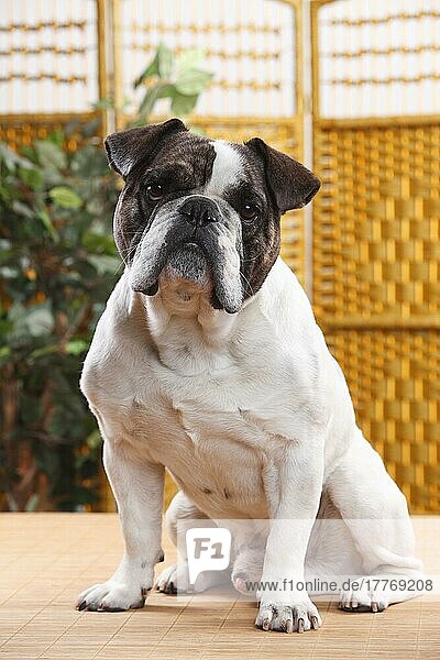 Mischlingshund (Englische x Französische Bulldogge)  Bulldoggenmix  Bulldoggenmischling
